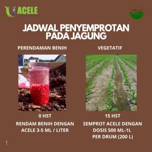 jagung, acele. acele indonesia
