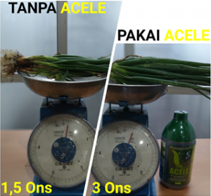 Cara Aplikasi Acele Pada Tanaman Bawang Daun, acele, acele indonesia, pupuk cair, pupuk organik, pupuk cair organik